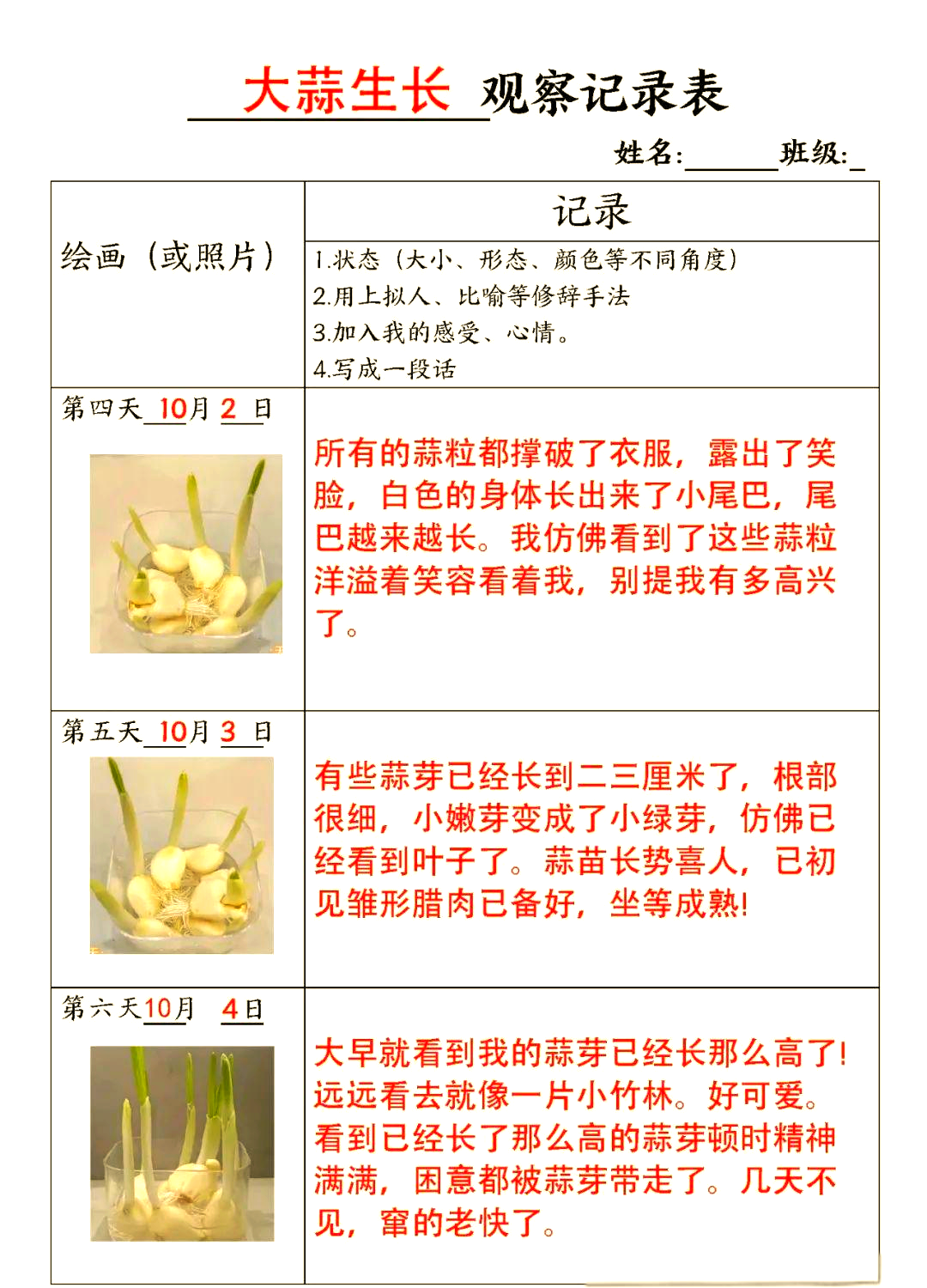 大蒜生长的观察记录与植物日记概览