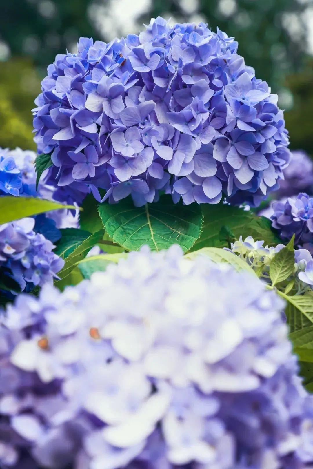 仲夏绣球花正当季,新一波美图来了|公园特色植物区