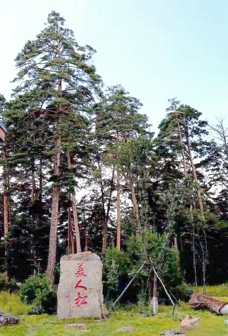 从传说中走来的美人松,长白山的绿色精灵