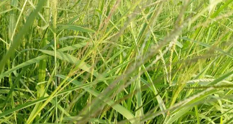 马唐草用什么除草剂