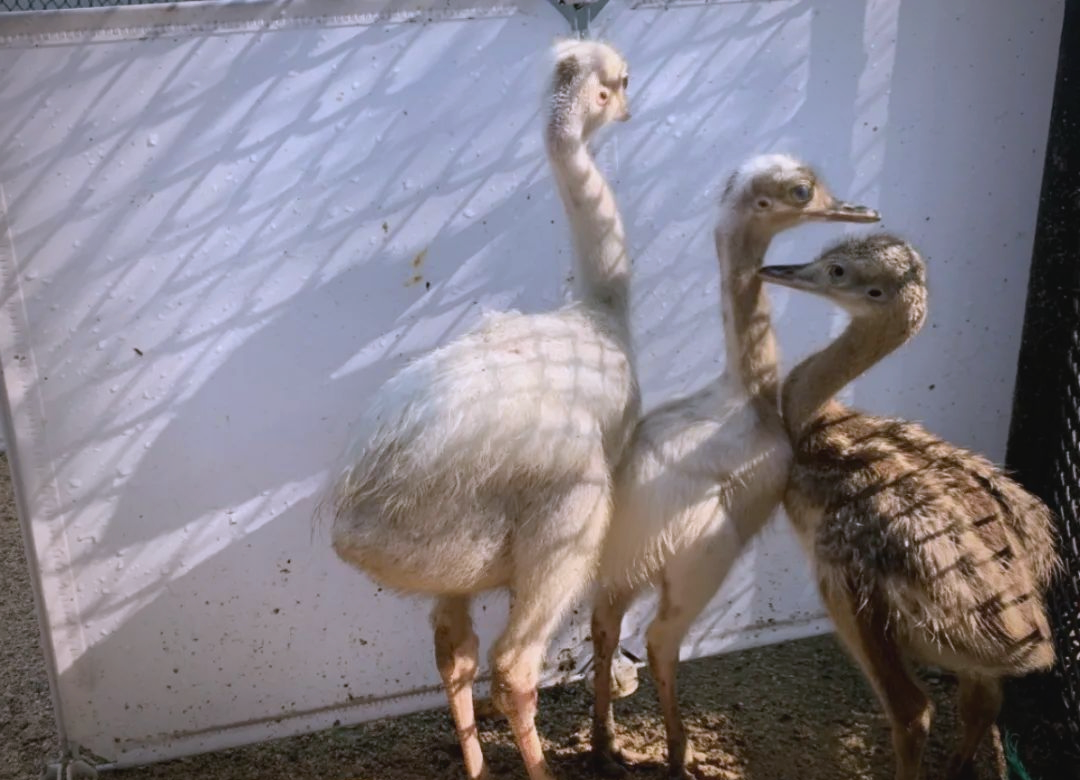 众多美洲鸵鸟宝宝破壳而出,成长之路引关注