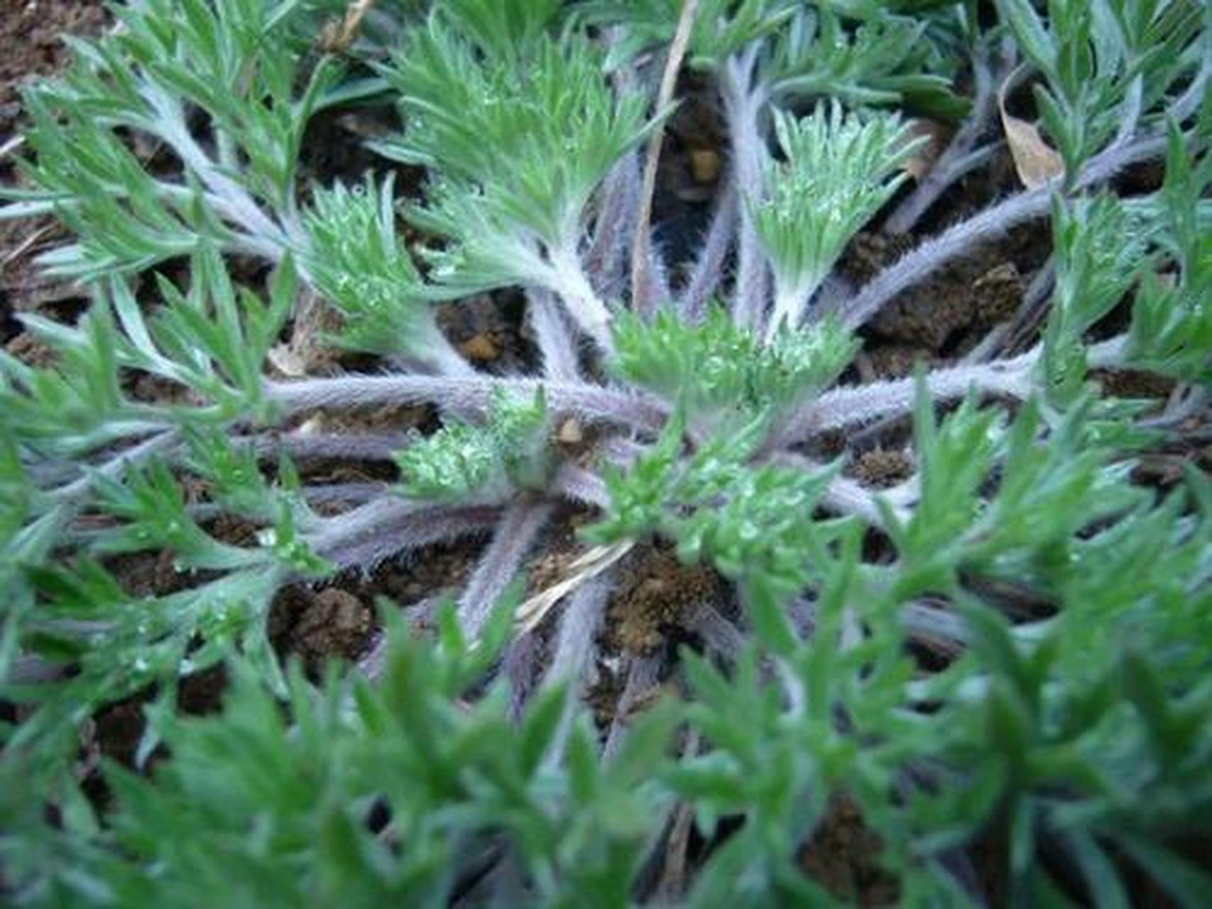 名词解释 【辅骨】    臂骨中的一个.位于前臂部,即解剖学上的桡骨.