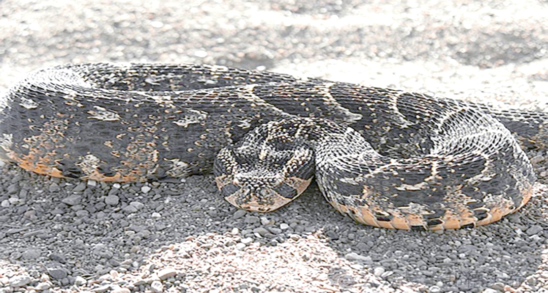 —鼓腹咝蝰,威力惊人至极