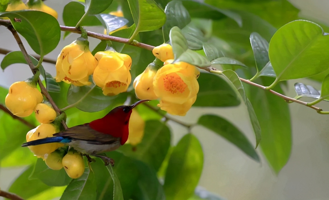 广西防城的天价茶花,成为今年花展上最大的黑马,开花确实高级