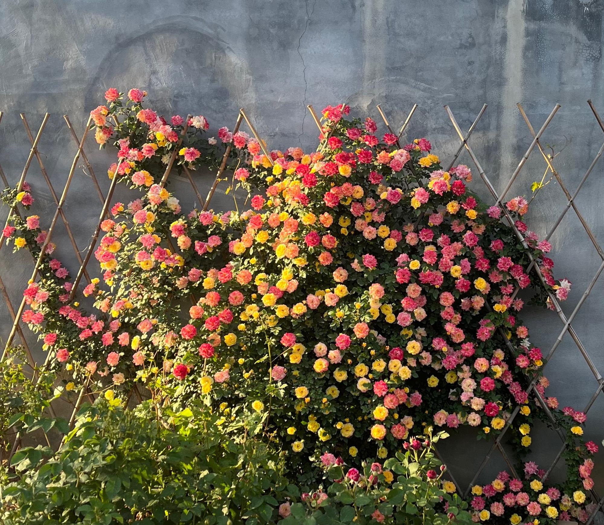 有种月季花,叫"藤彩虹",花朵五颜六色,像彩虹,很适合做花墙