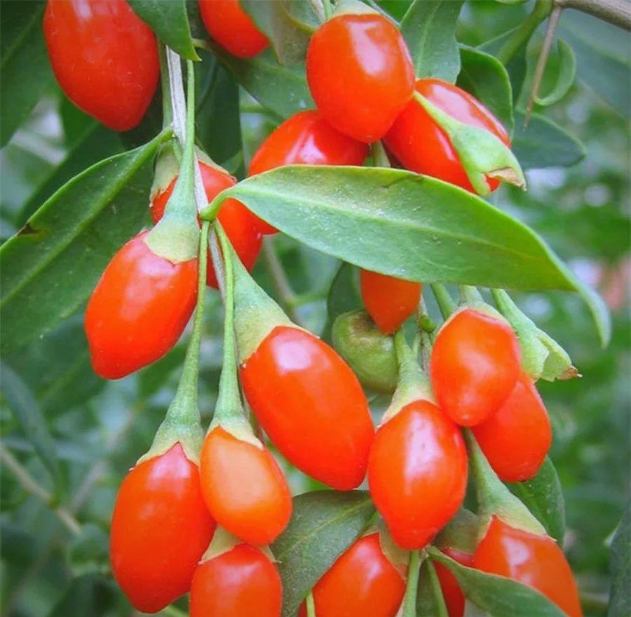 枸杞泡酒全攻略:红参,常春果,桑葚皆可搭配