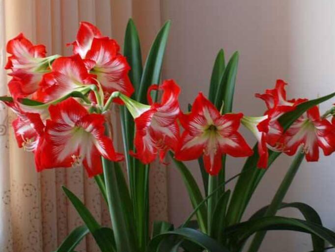 朱顶红图片和养殖方法,这种花卉,真是好看又好养护!