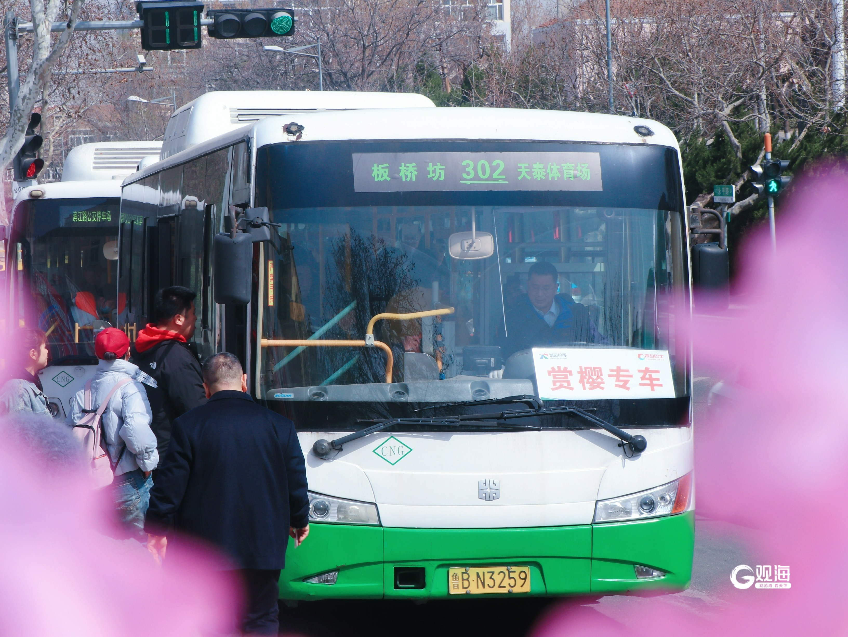 青岛街头驶来"春韵巴士",一线串起多个赏花胜地