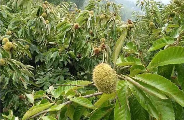 神农架野生板栗,远离污染,一年一季,珍贵稀有!