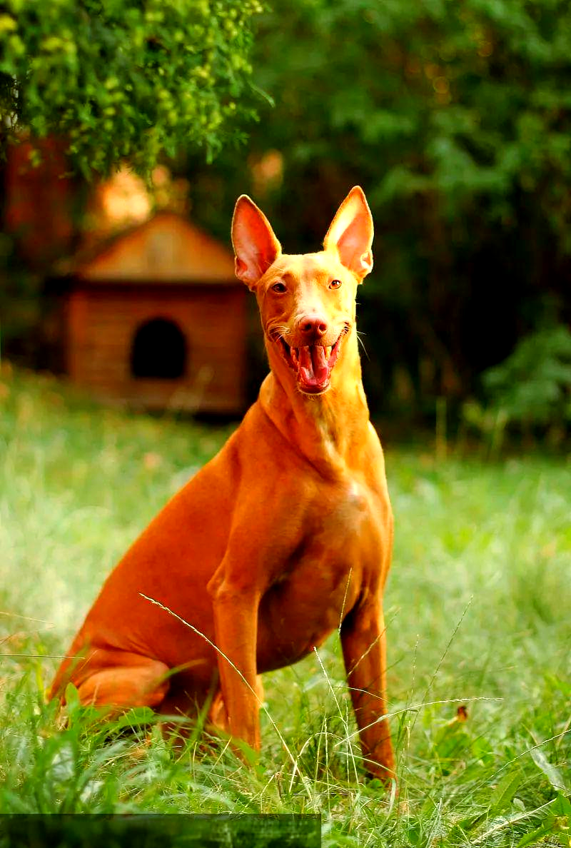 法老王猎犬:古埃及神兽的优雅血统与多样用途