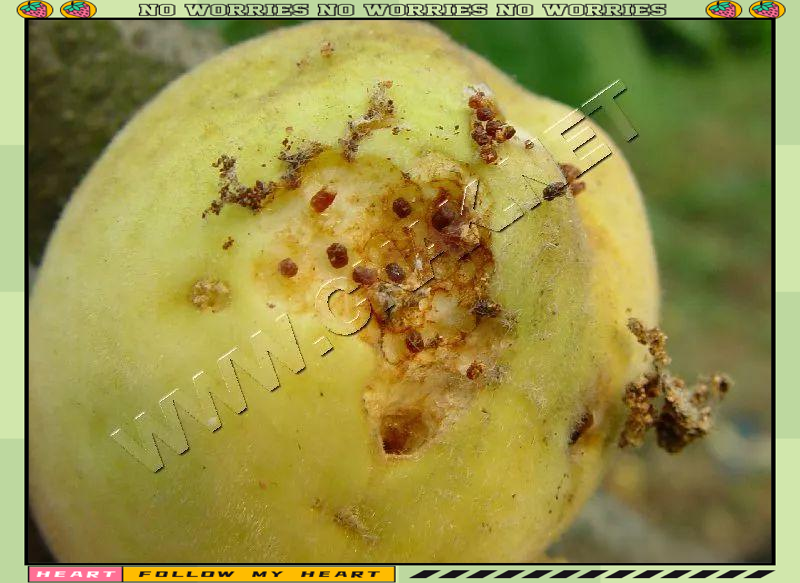 桃蛀螟的有效防治方法:实验发现与应用建议