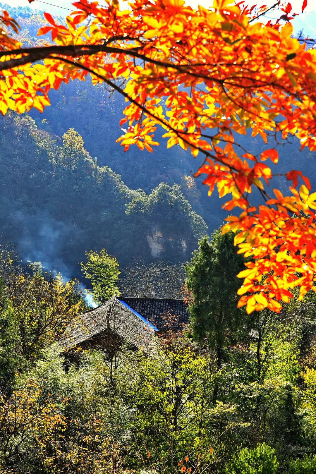 大美无言!旺苍国华镇山坪村万山"红"遍!