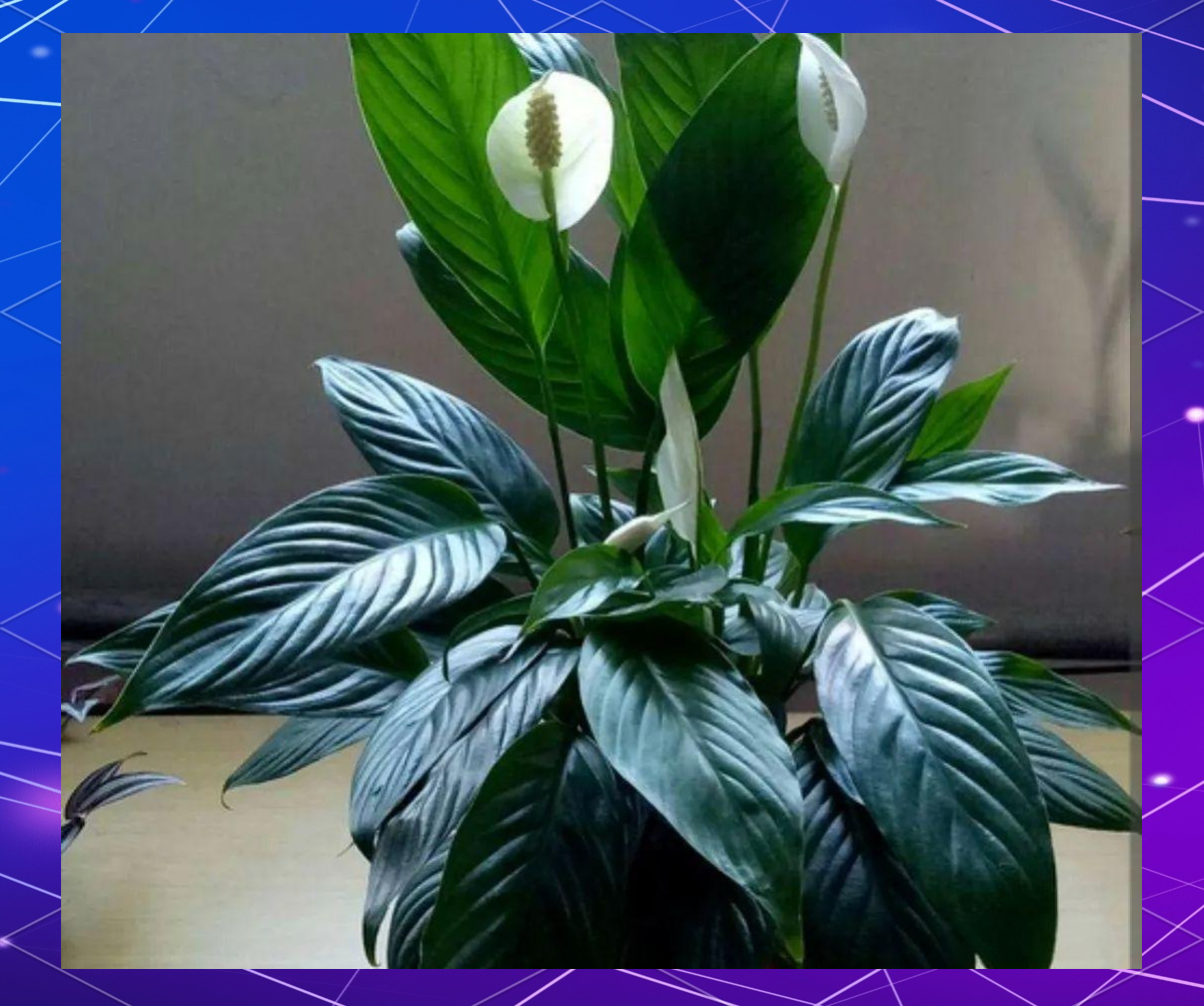 转运花的魅力:寓意好又美观的植物推荐