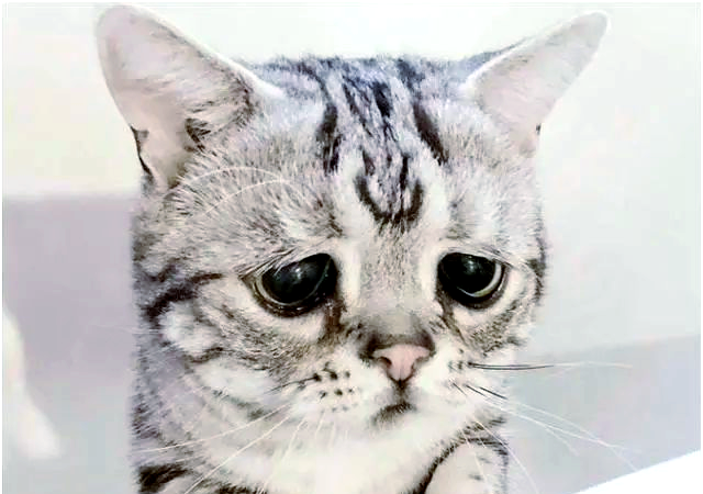 全球最受欢迎的悲伤小猫,表情可爱,粉丝众多