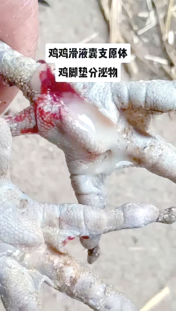 鸡鸭养殖:滑液囊支原体的症状与规避治疗指南