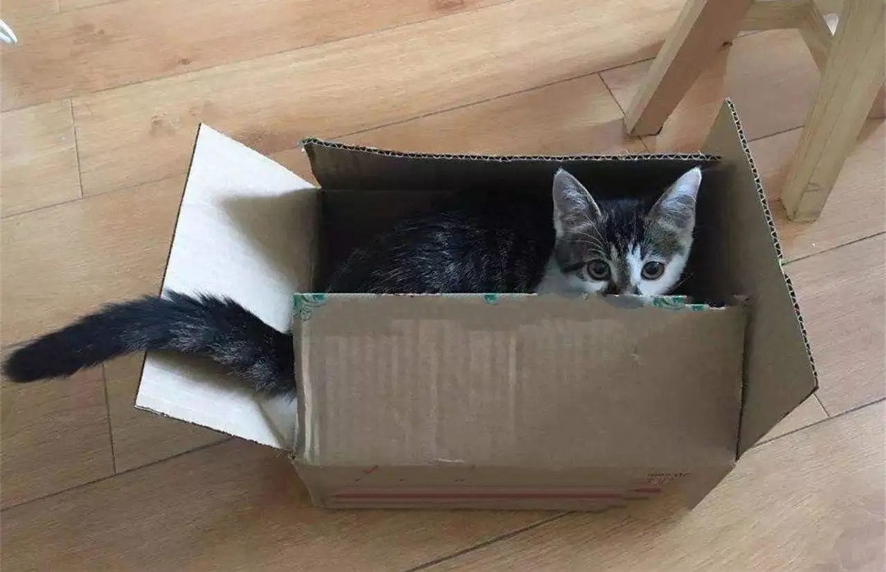 猫咪喜欢钻箱子,除了"好奇心",还可能是这个原因