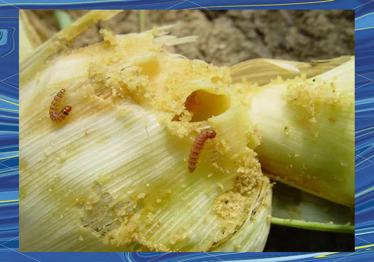 桃蛀螟的危害与防治方法