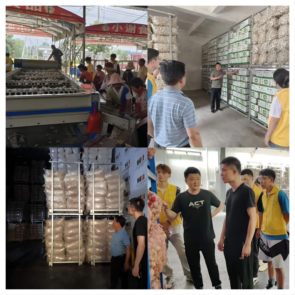 南交学子三下乡:走进"中国大蒜第一镇"宿羊山镇