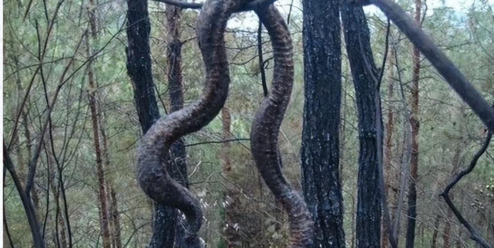 四川巴中发生森林火灾惊现十几米巨蟒,巨蟒渡劫事件到底是真是假