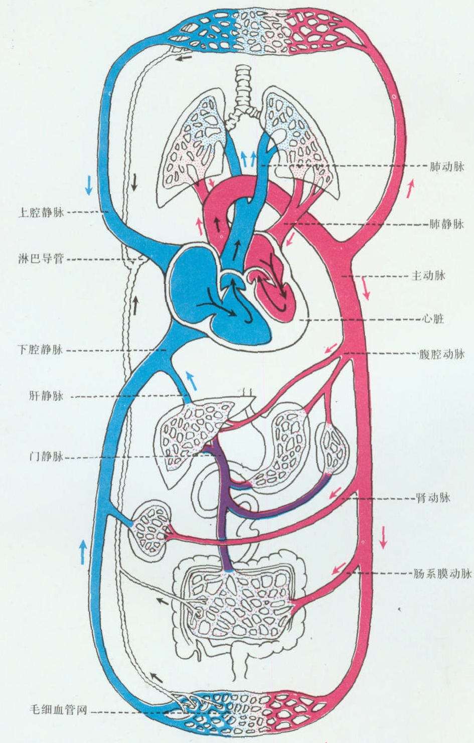 肺部的血管分布图图片