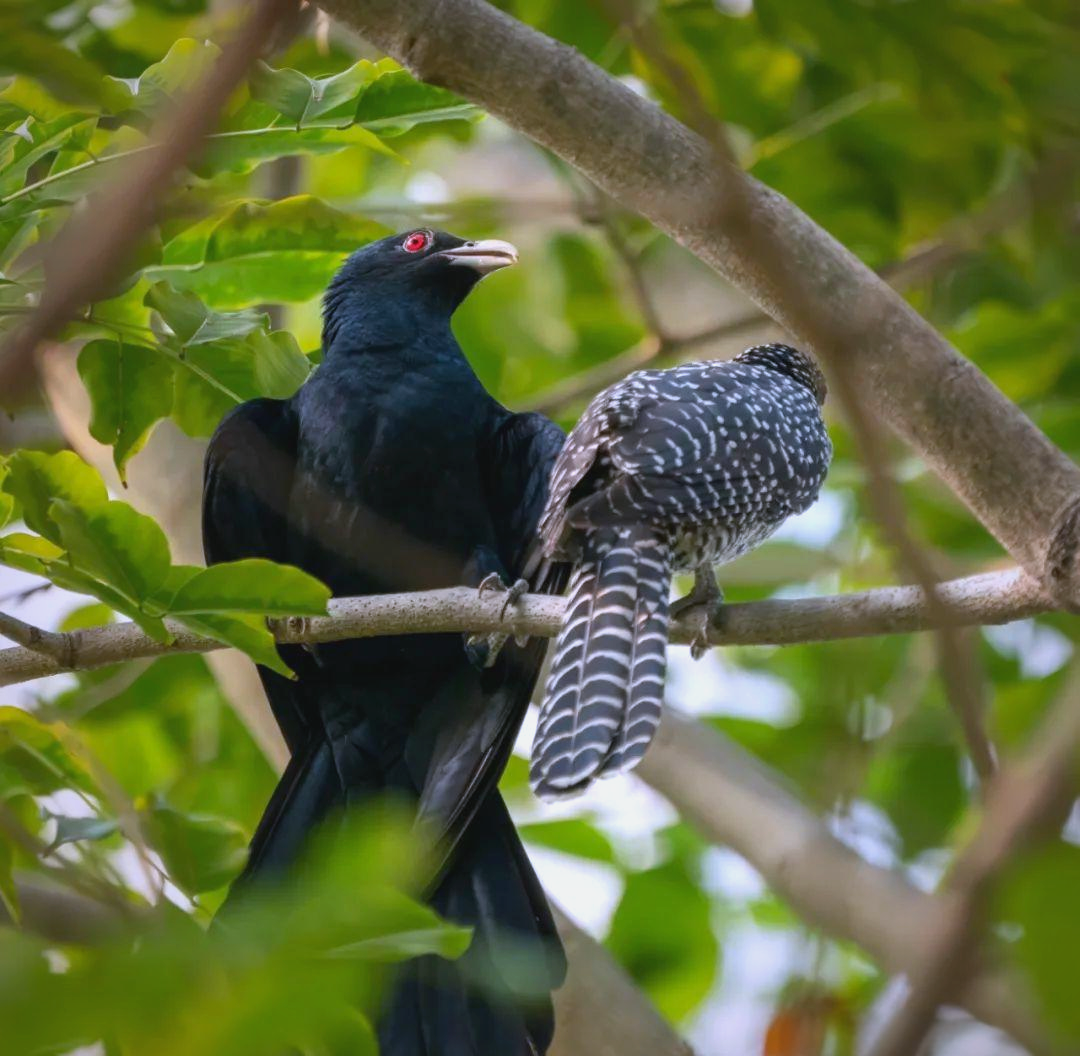 我的观鸟经历:记录噪鹃的恩爱时刻
