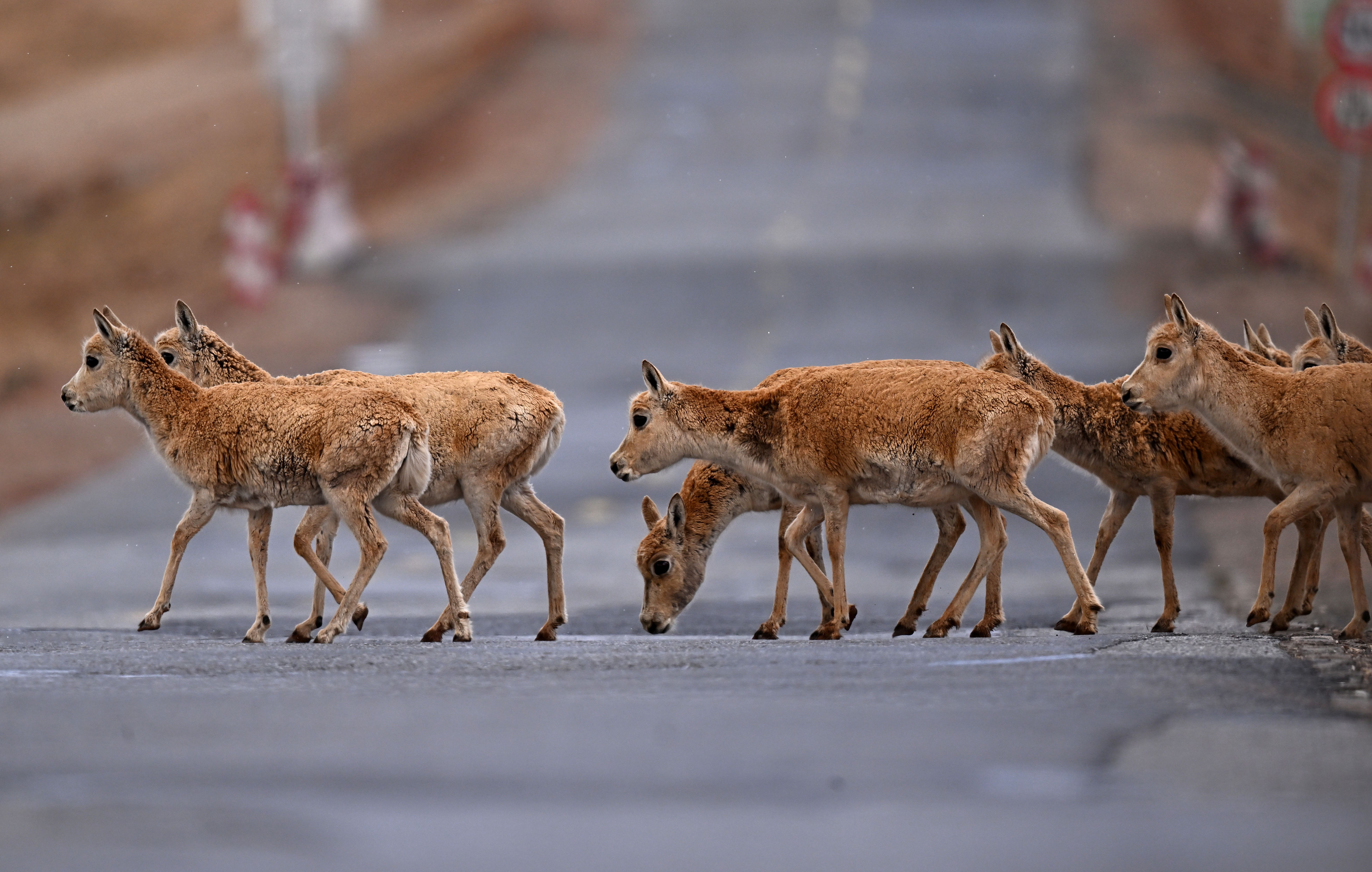 (社会)可可西里进入藏羚羊迁徙产仔季