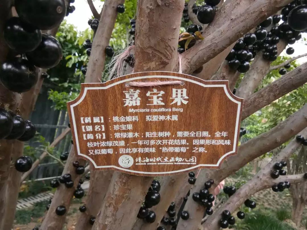 嘉宝果盆栽好还是地栽好,广州台湾嘉宝果树基地