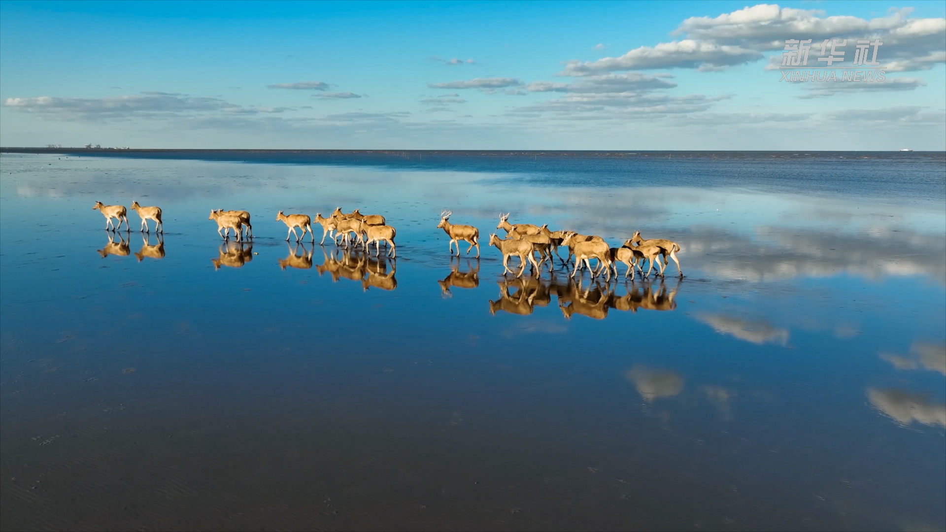 千城胜景|大丰野鹿荡·秋日私语