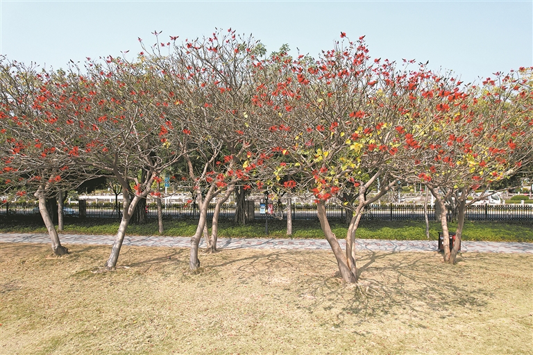一进入大门就见到"东湖荷香"牌坊旁边的刺桐树上开满了花,红艳艳的,与