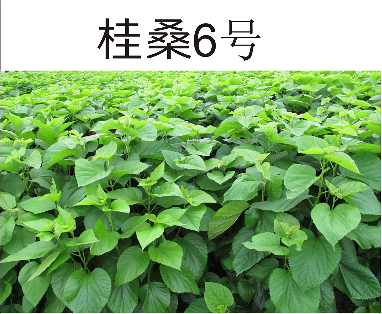 桂桑6号简介-叶片大,抗旱