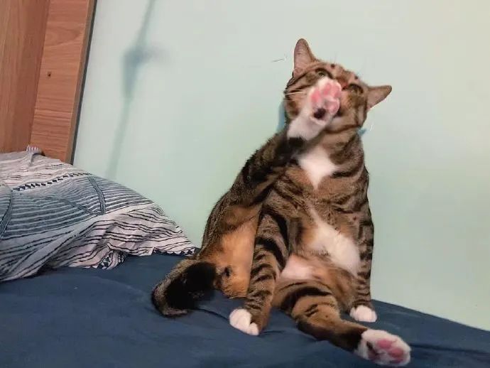 猫咪抬脚的样子有点憨