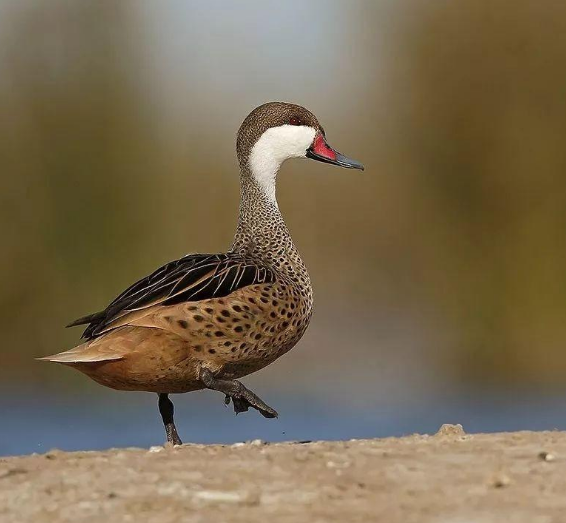 白脸针尾鸭的习性和特点