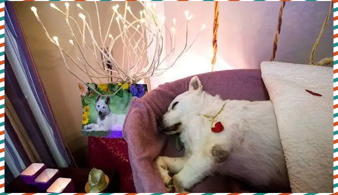 关于超度狗狗的信息 关于超度狗狗的信息