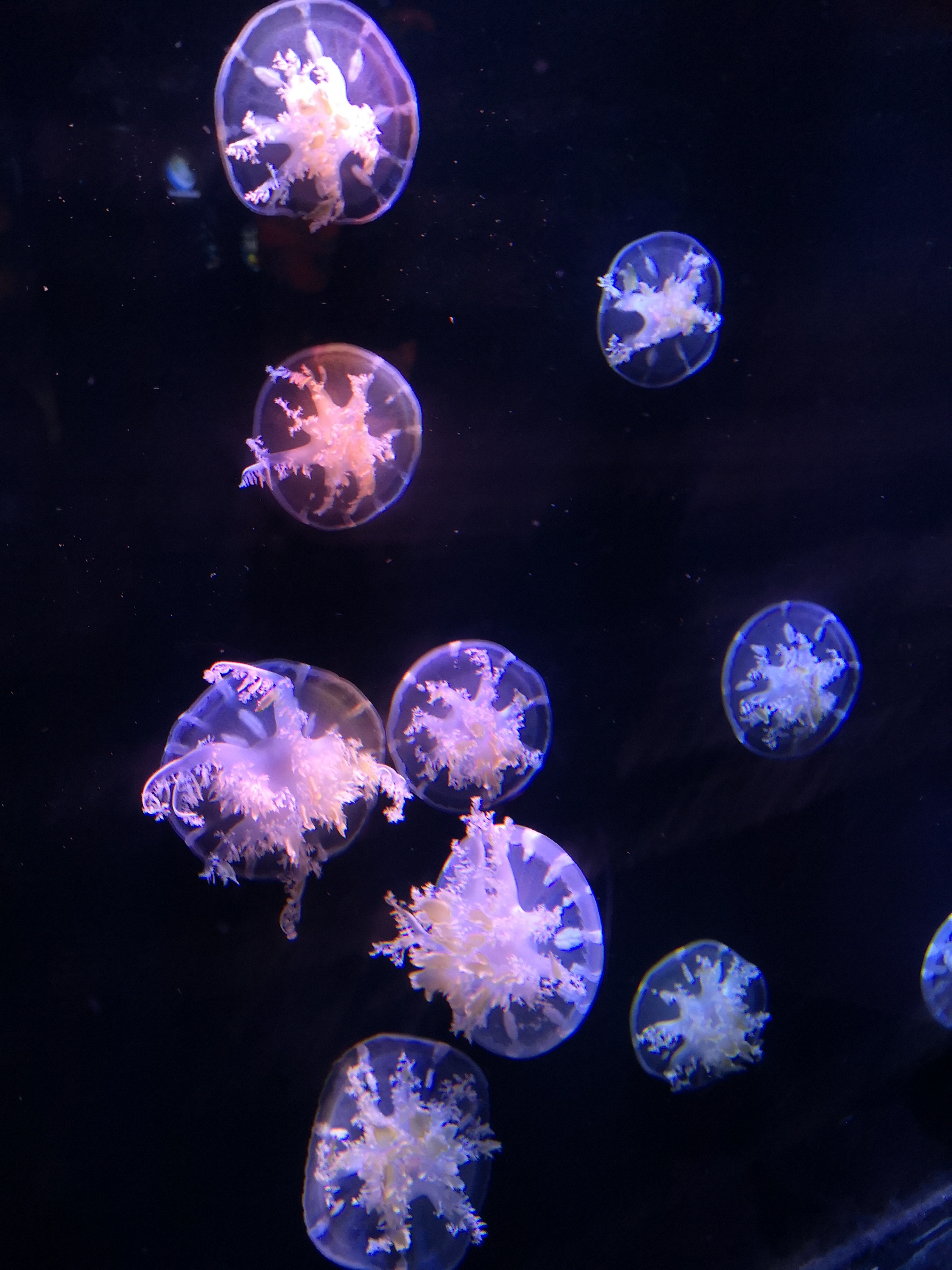 去蓝色的海洋世界看看五彩斑斓的鱼