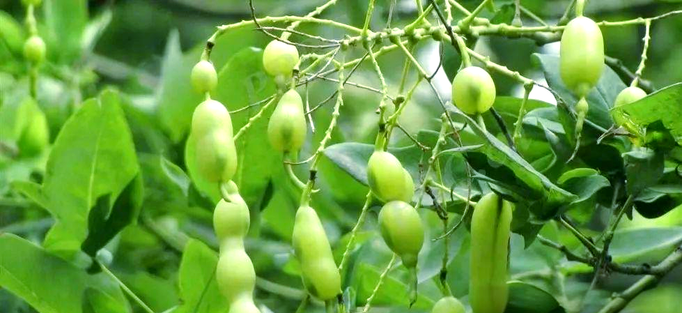 花期过后,国槐会结出串珠状的果实,它们饱满而富有韵味,每个果实内含1