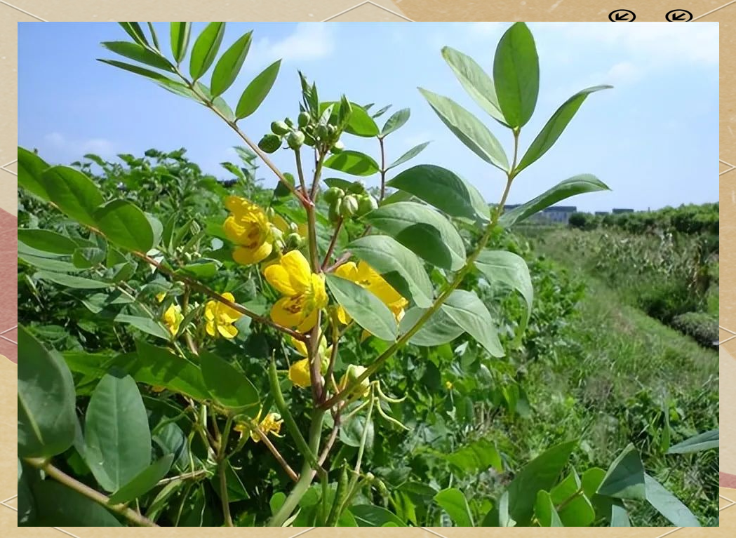 野决明:毒蛇的克星,人称"蛇灭门",其花朵具有独特气味使毒蛇仓皇而逃