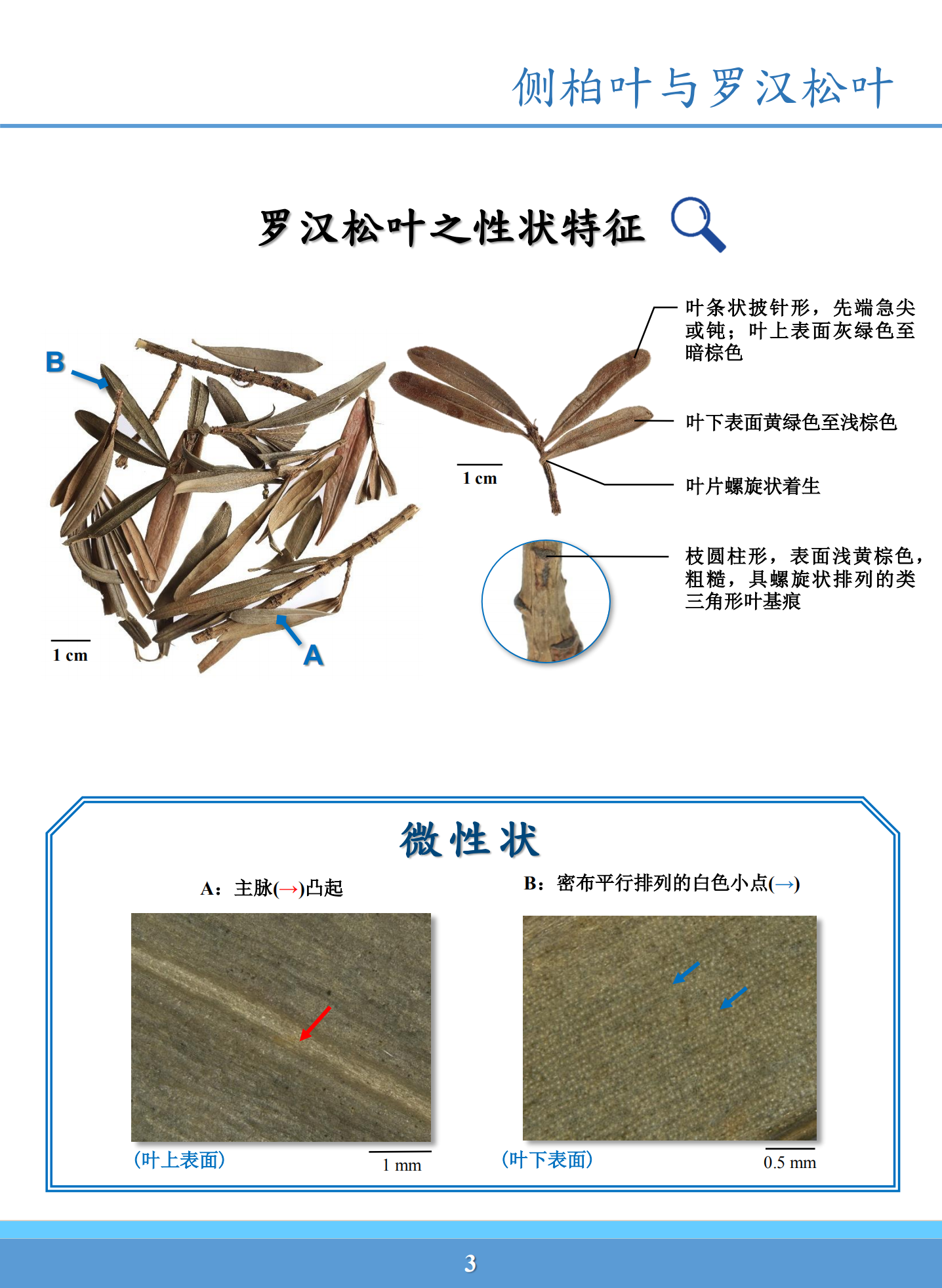 侧柏叶与罗汉松叶鉴别