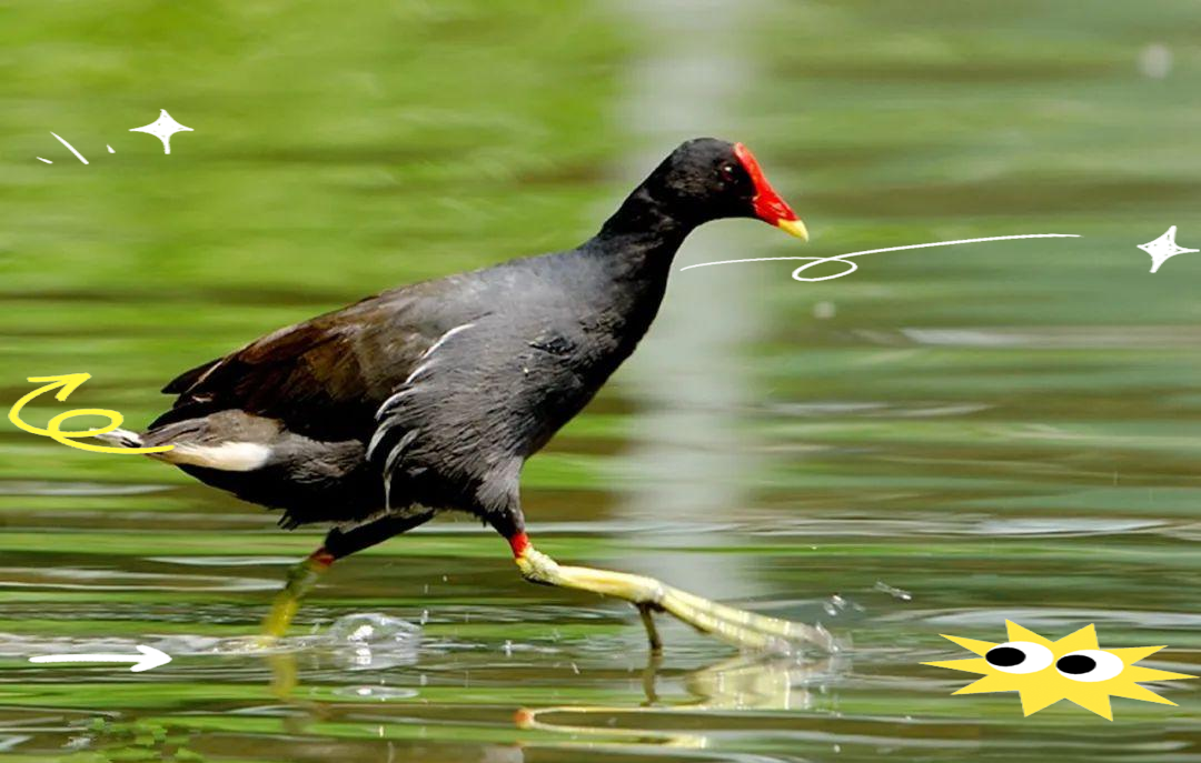 定兴县拒马河再现红冠水鸡,吸引网友热议