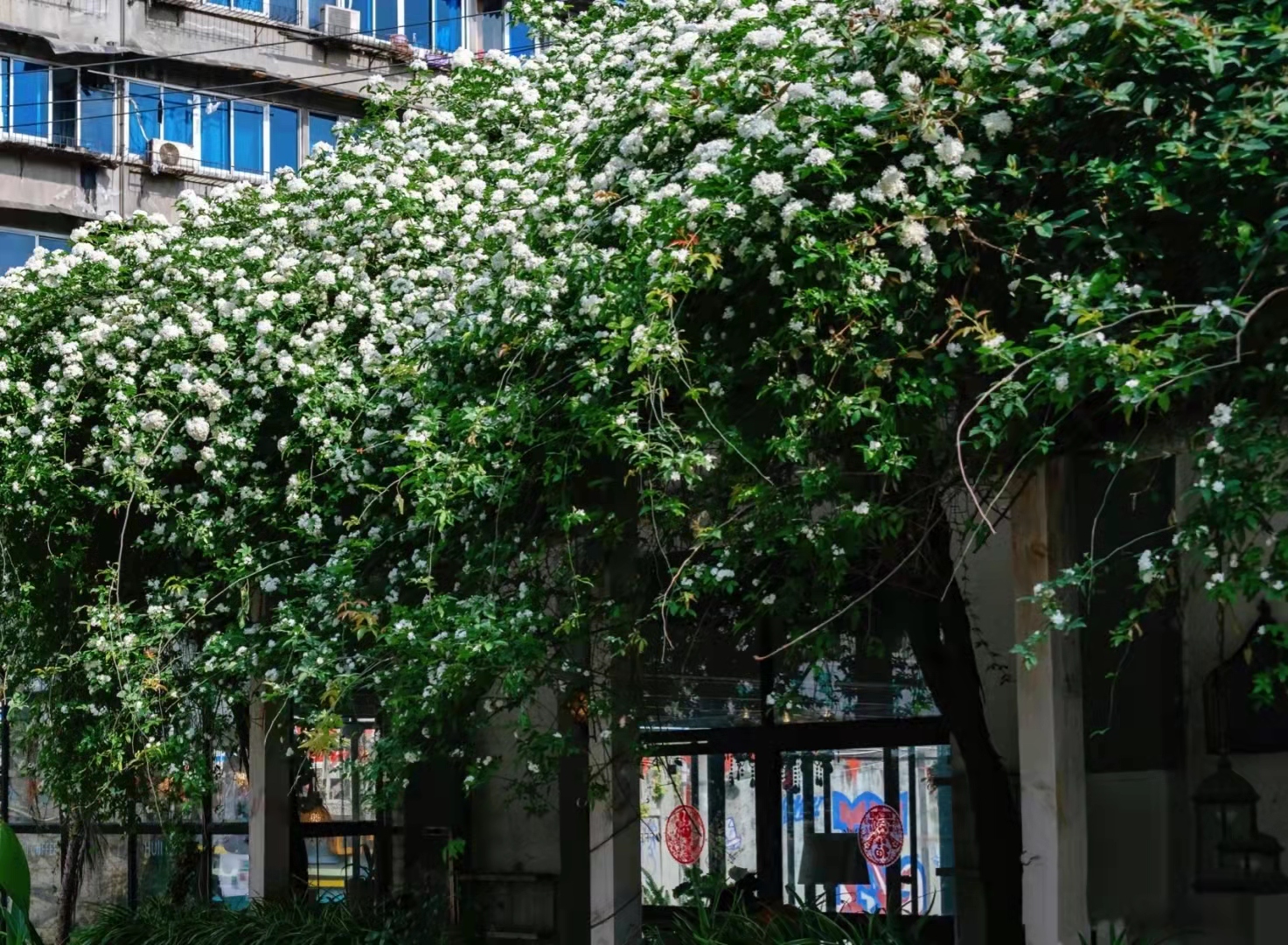 地铁口发现一处白色木香花,流淌的"花瀑布"一样,太壮观了