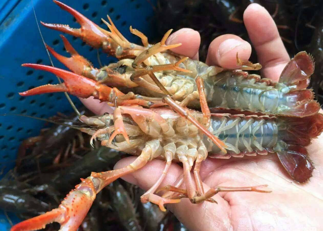 克氏原鳌虾的育苗繁育,以及养殖技术有哪些?