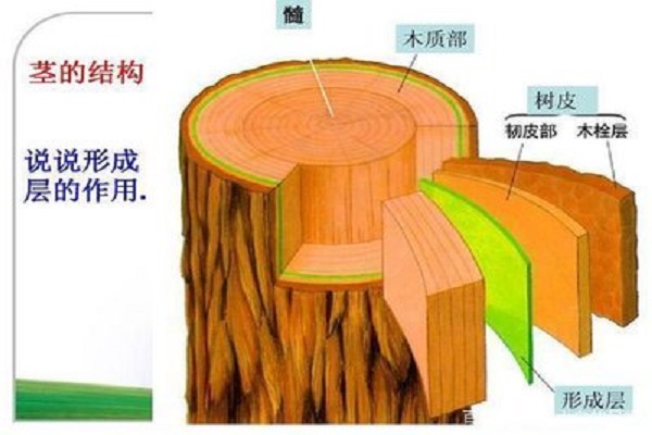 雙子葉植物莖的次生生長過程