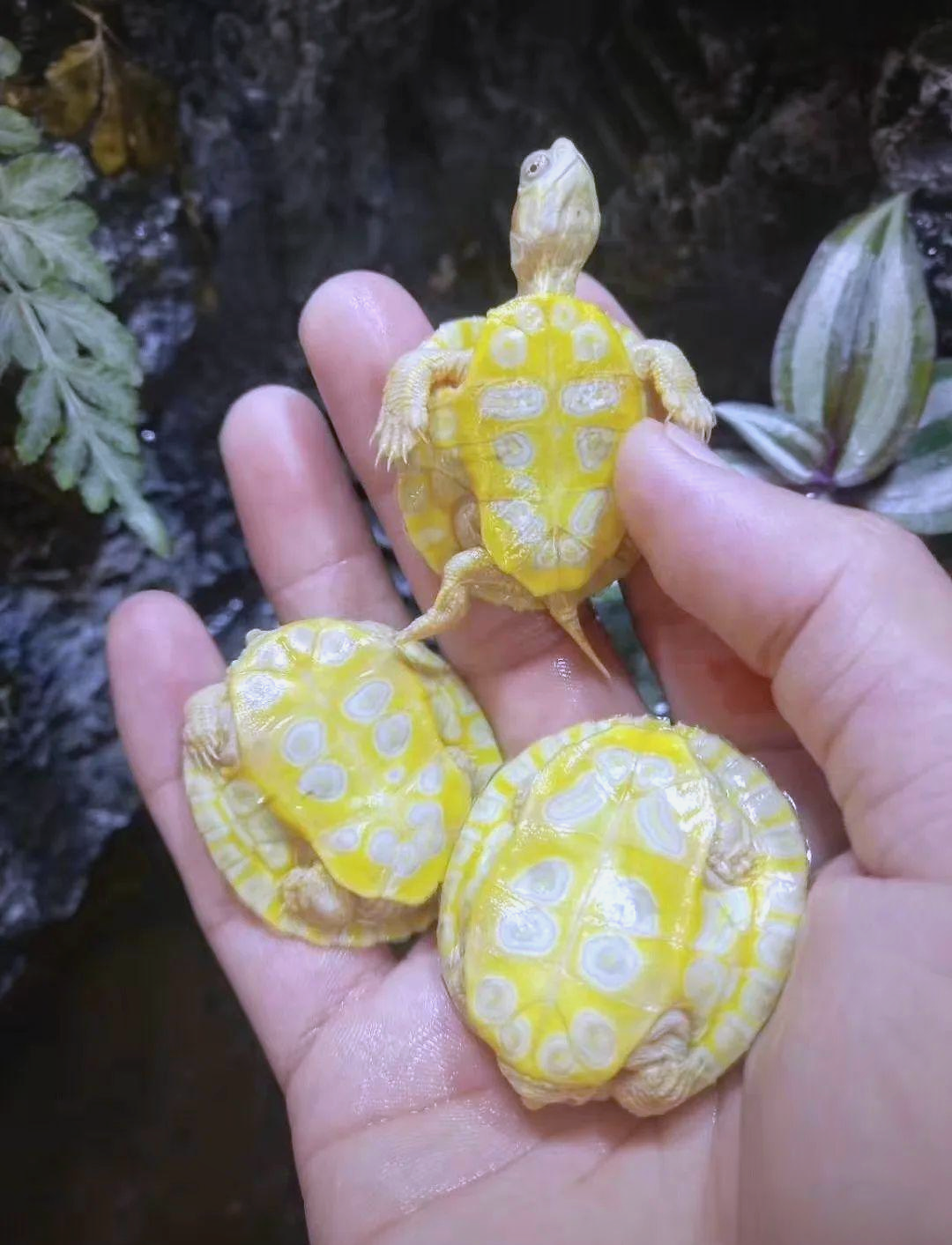 巴西龟的变异世界:红耳龟的多样化进化