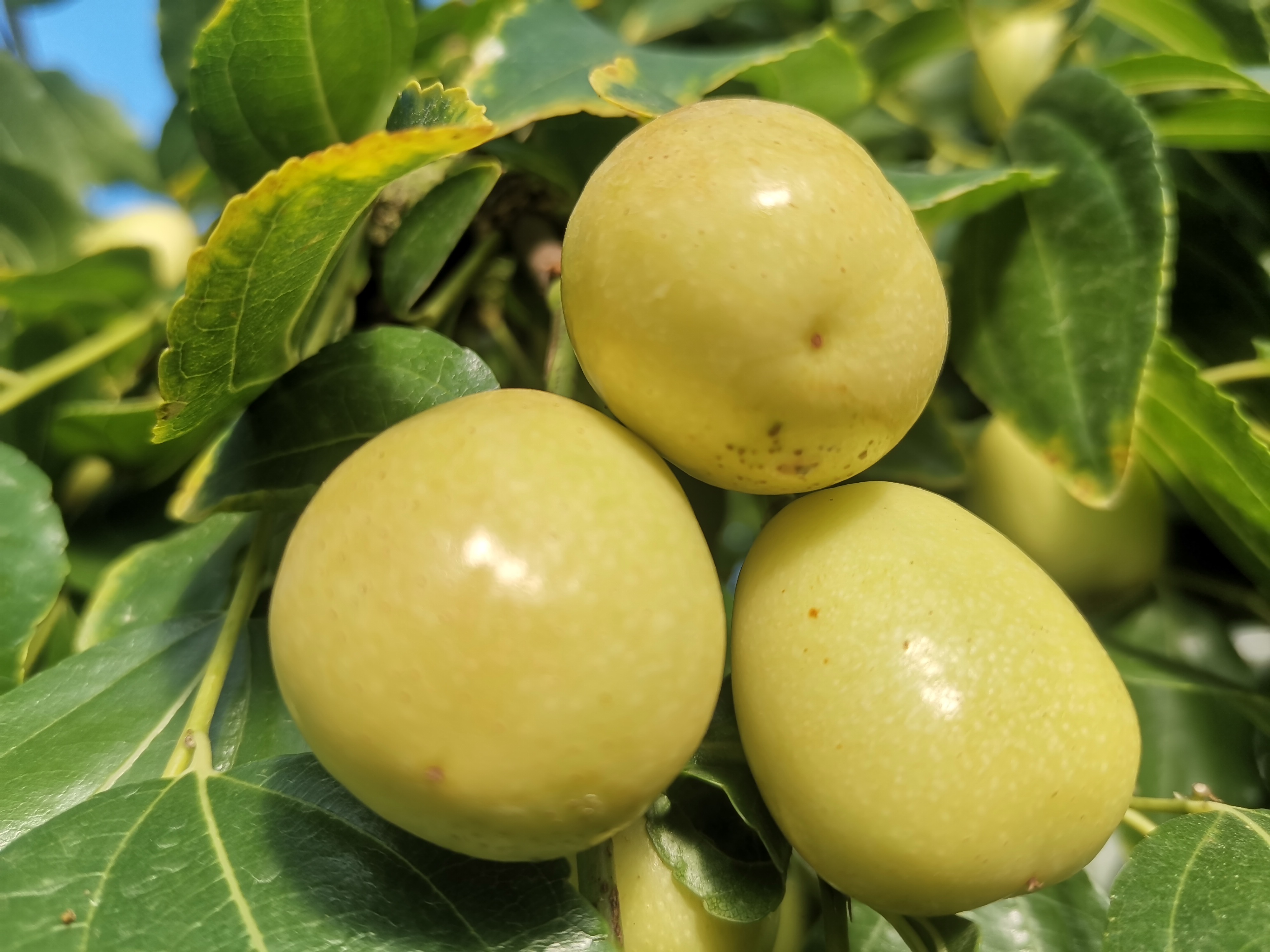 大棚米枣上市枣农迎来丰收季