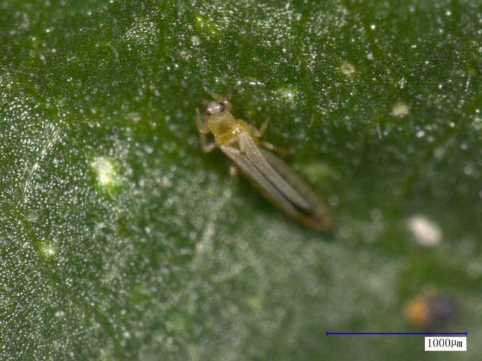 春季西瓜和甜瓜必防害虫系列(二)——蓟马