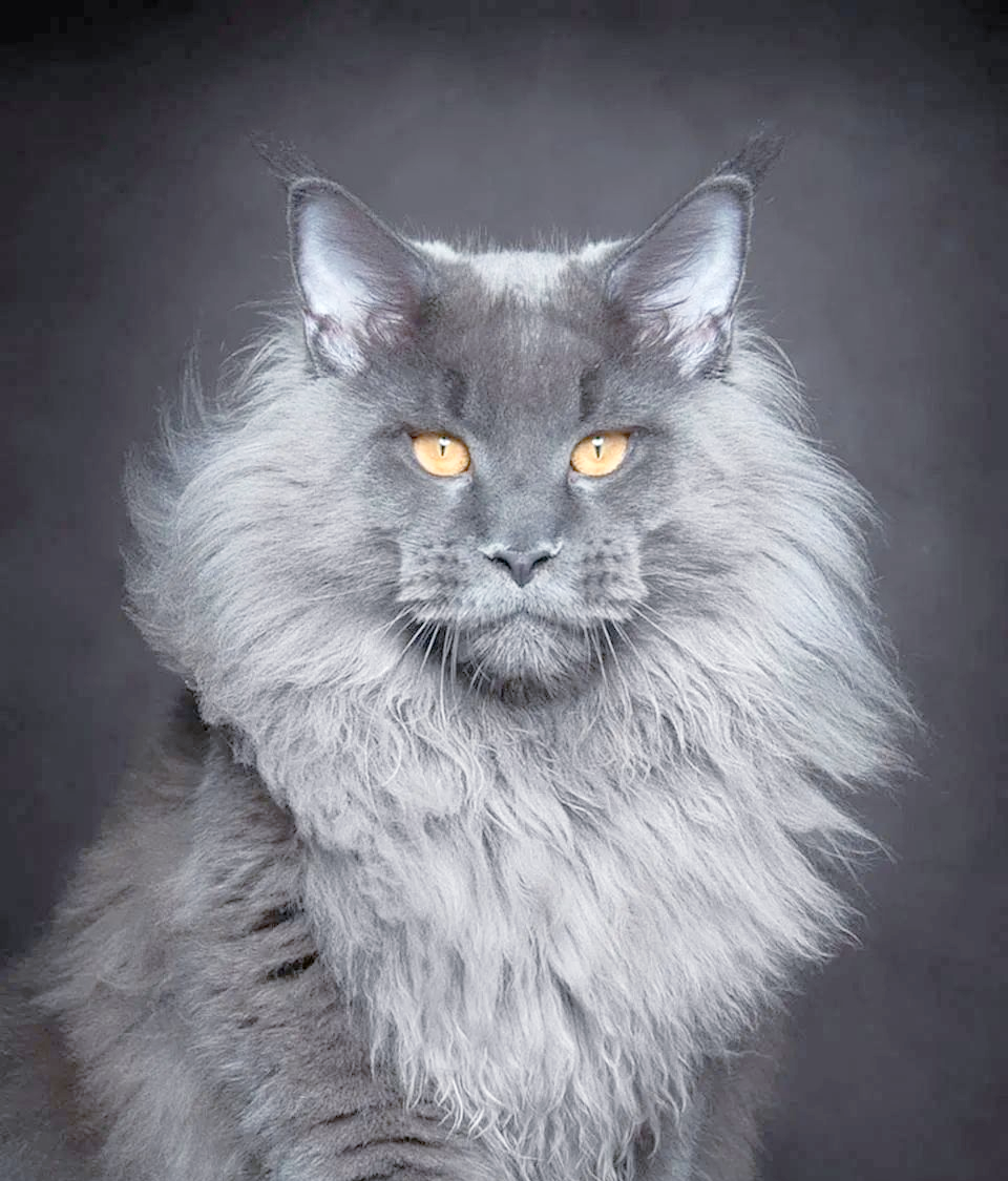 缅因猫:世界上体型巨大的猫咪品种