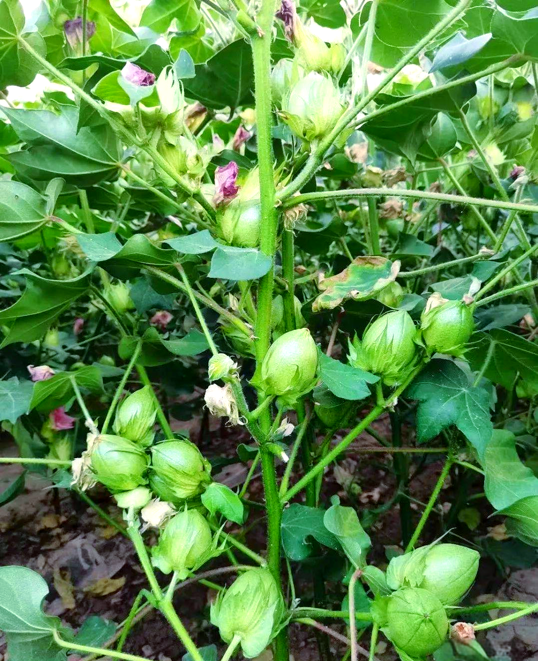 棉花生长各阶段的喷肥技术要点