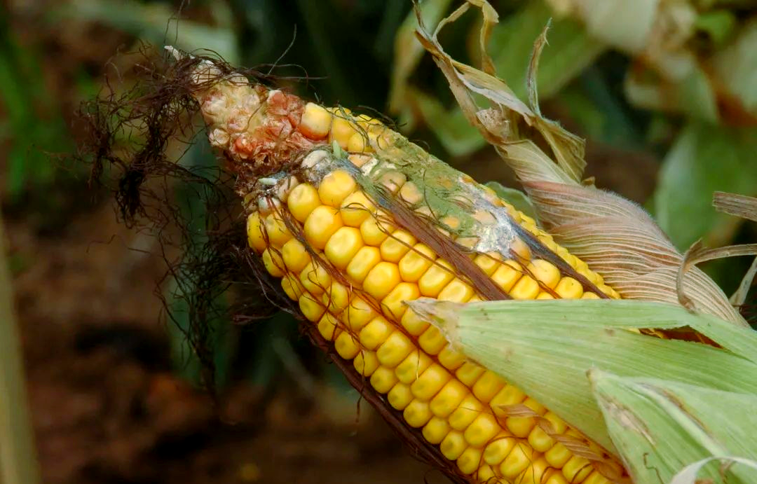 和众多霉菌相似,黄曲霉呈现出一种毛茸茸的丝状形态