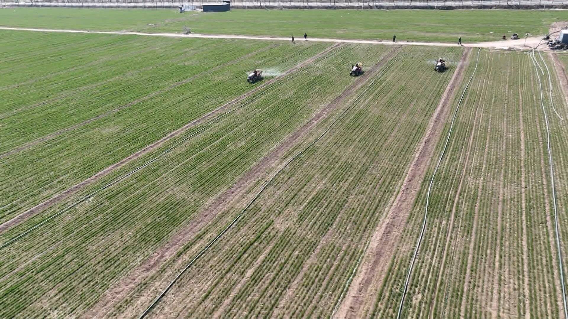 菏泽定陶:抢抓小麦"返青"期 开展"茎基腐病"防治工作