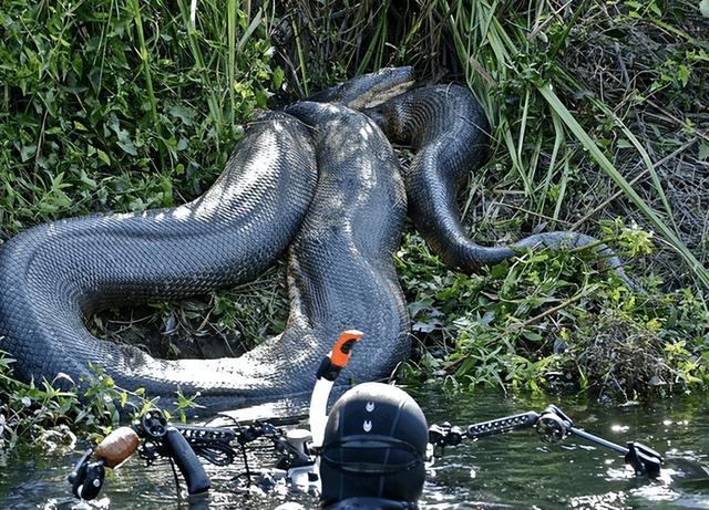 蛇吃猎物为什么要从头开始?为什么能吞下比自己个头还大的食物?