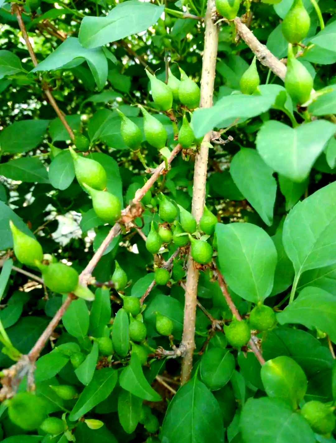 迎春与连翘的多个区分方法